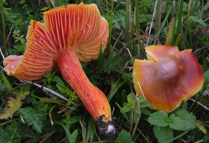 Malga Brigolina parte 1.Hygrocybe punicea.